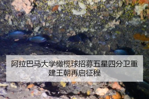 a-la-ba-ma-da-xue-gan-lan-qiu-zhao-mu-wu-xing-si-fen-wei-chong-jian-wang-chao-zai-qi-zheng-cheng-3-148.jpg